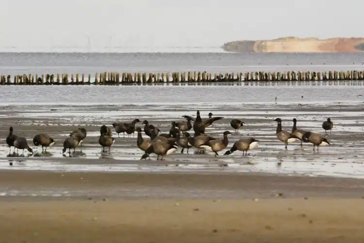 Ringelgänse im Munkmarscher Watt auf Sylt Ringelgänse im Munkmarscher Watt