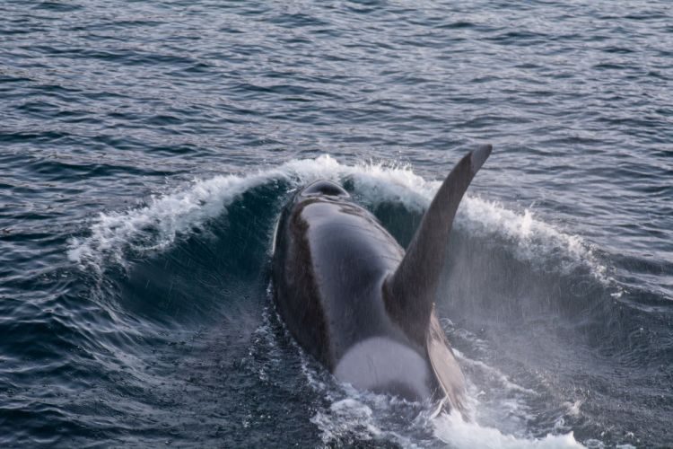 Orca auf Heringsjagd Orca auf Heringsjagd