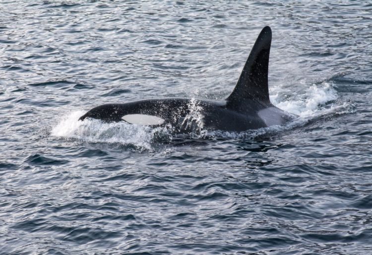 Orca auf Heringsjagd