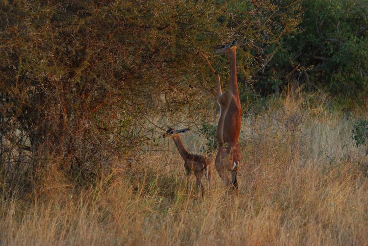 die Giraffenantilope die Giraffenantilope