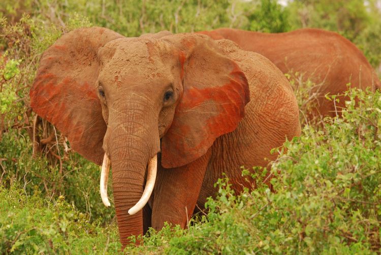 aufmerksamer Elefant aufmerksamer Elefant