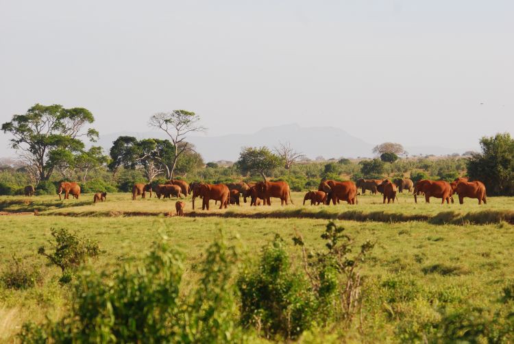 Tsavo Elefanten