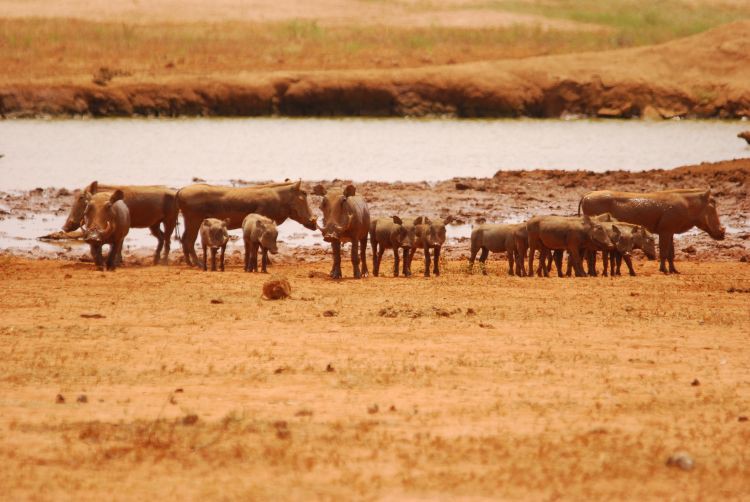 Warzenschweine am Wasserloch Warzenschweine am Wasserloch