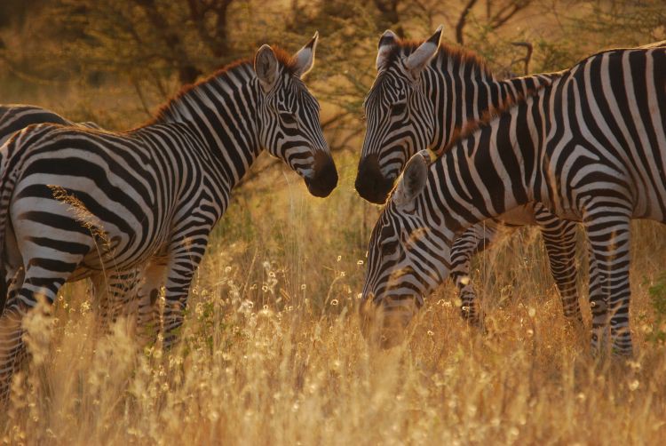 Zebras im Abendlicht