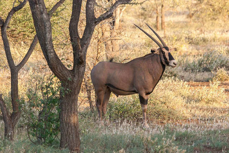 Oryx Antilope Oryx Antilope