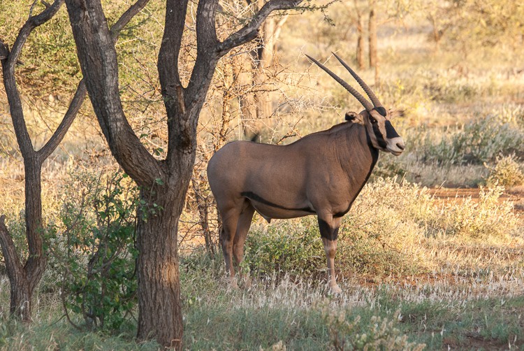 Oryx Antilope