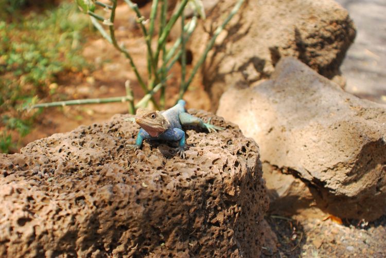 Agamen, wie diese, sind im Tsavo heimisch Agamen, wie diese, sind im Tsavo heimisch