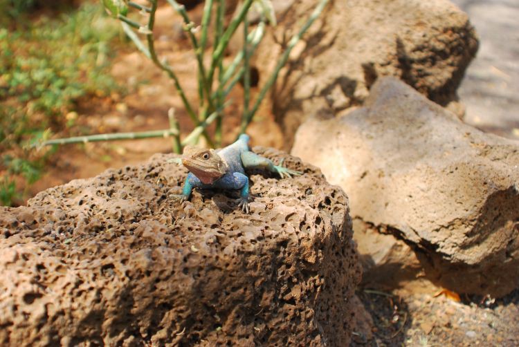 Agamen, wie diese, sind im Tsavo heimisch