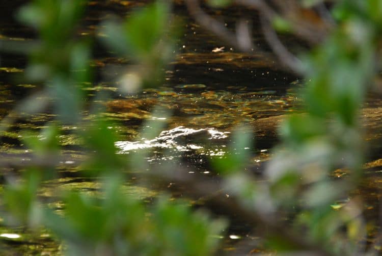 Krokodil in der Wasserquelle Krokodil in der Wasserquelle