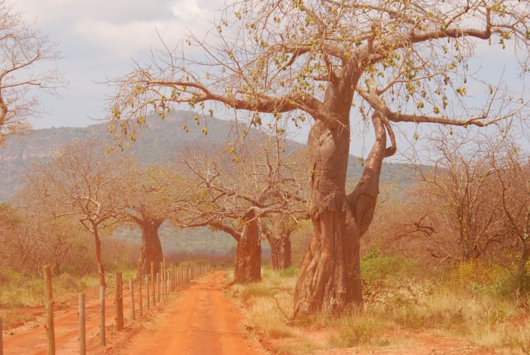 Baobab Straße durch Tsavo West Baobab Straße durch Tsavo West