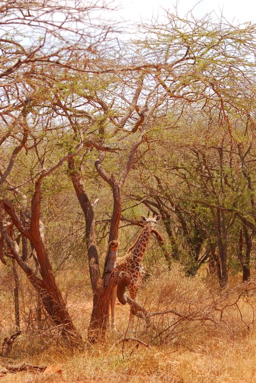 neugierige Giraffe neugierige Giraffe