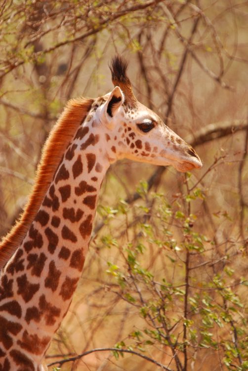  junge Giraffe im Tsavo West
