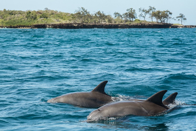 Delfine über Wasser im Marinepark