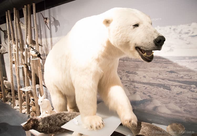 Eisbär im Eisbärenclub in Hammerfest