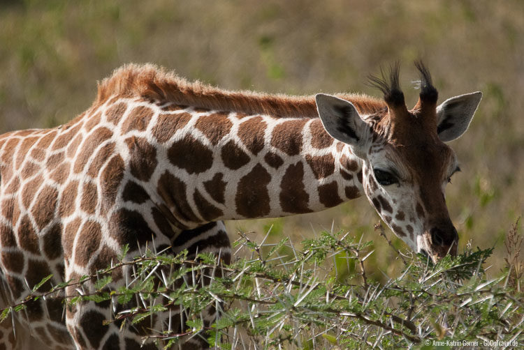 eine junge Rothschild-Giraffe
