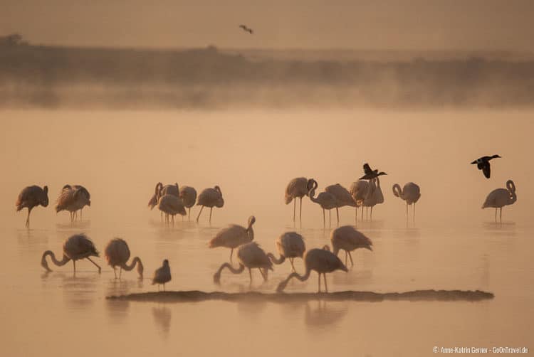 Flamingos im Lake Nakuru