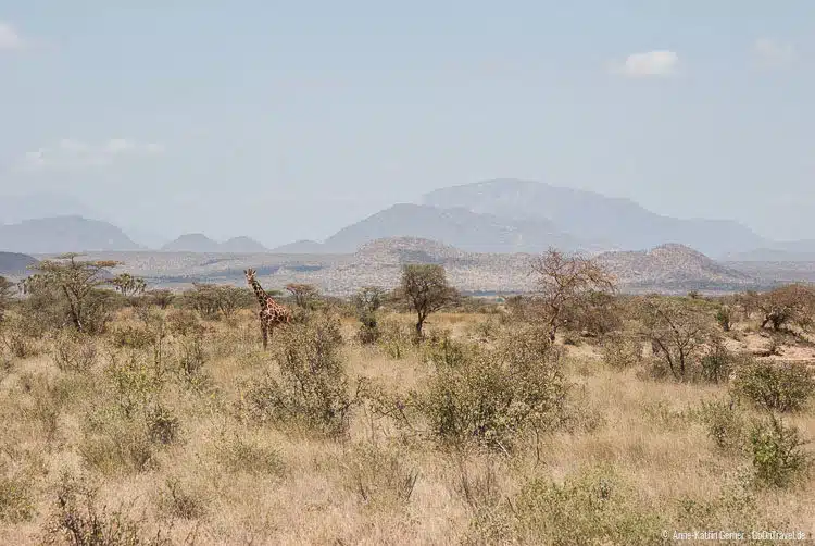 Netzgiraffe in Samburu