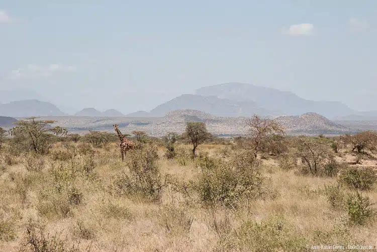 Netzgiraffe in Samburu Netzgiraffe in Samburu