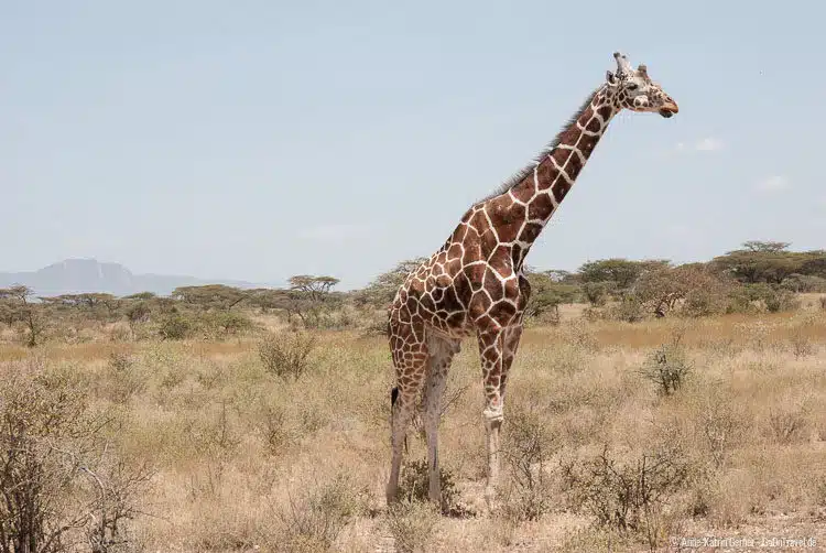 ein alter Netzgiraffenbulle ein alter Netzgiraffenbulle