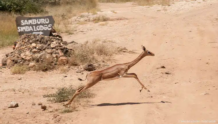Gerenuk bei der Straßenüberquerung Gerenuk bei der Straßenüberquerung