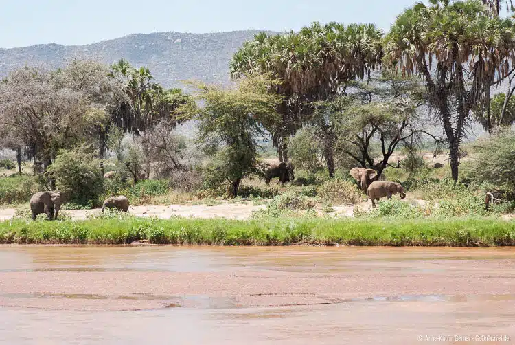 Elefanten am Ewaso Nyiro Fluss