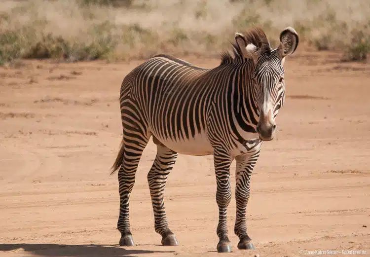 Grevy Zebrahengst in Samburu