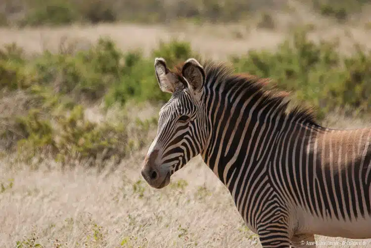 Grevy Zebra Grevy Zebra