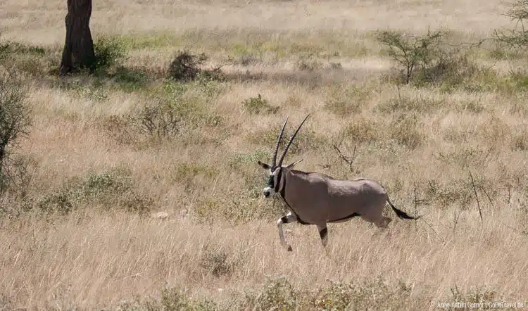 Oryxantilope Oryxantilope