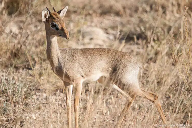 männliches Dikdik männliches Dikdik