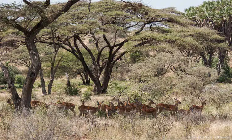 Impalas im Akazienwald Impalas im Akazienwald