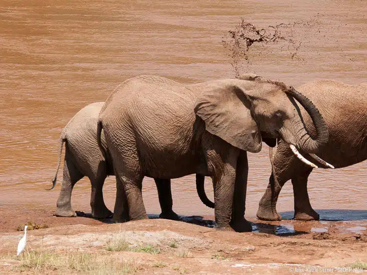 Elefanten am Ufer des Ewaso Nyiro
