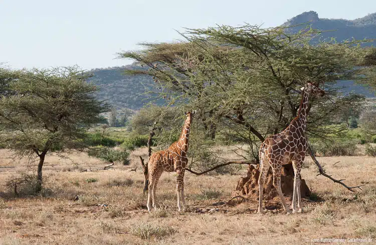 Netzgiraffen in Samburu Netzgiraffen in Samburu