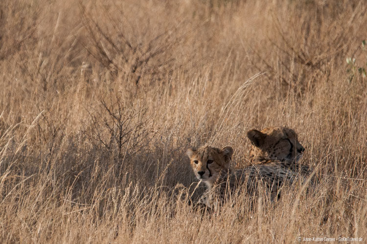 Gepardin mit Jungtier in Samburu