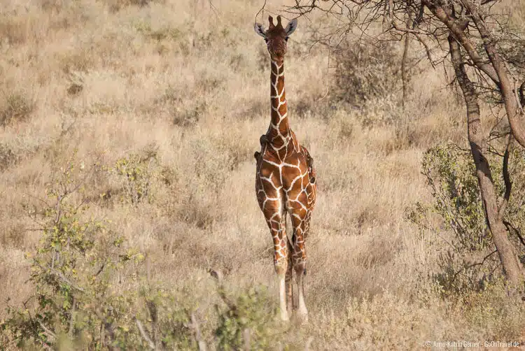 eine junge Netzgiraffe eine junge Netzgiraffe