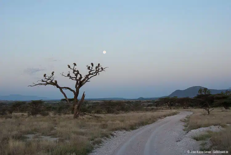 Der Mond geht über Buffalo Springs auf Der Mond geht über Buffalo Springs auf