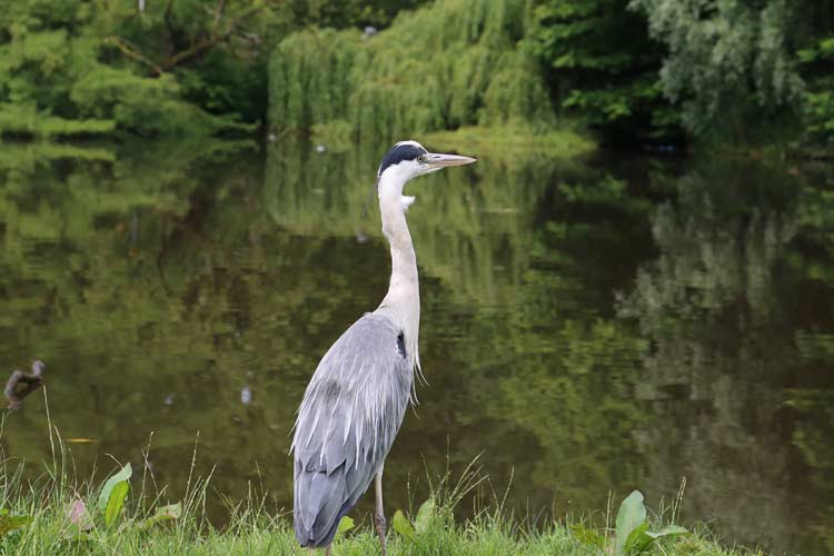 Fischreiher im Vondelpark von Amsterdam Fischreiher im Vondelpark von Amsterdam