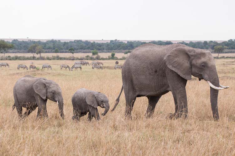 Einfach nur süß, ein kleiner Elefant mit seiner Familie