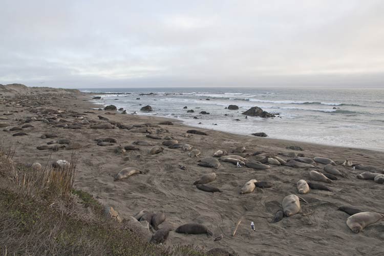 Der Elephant Seal Rookery bei Piedras Blancas