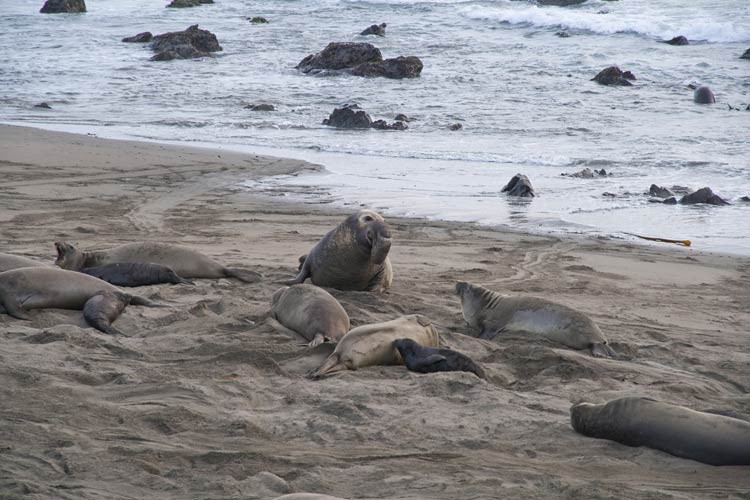 Der Elephant Seal Rookery bei Piedras Blancas