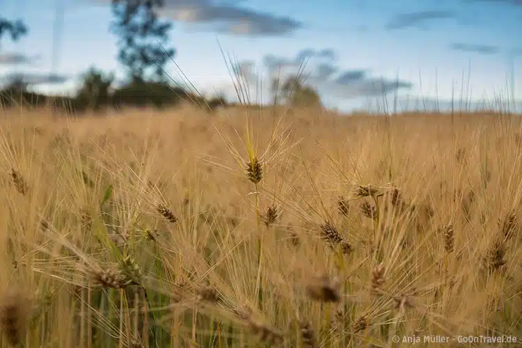 Getreideanbau af einer ökologischen Farm im Osten von Island Getreideanbau af einer ökologischen Farm im Osten von Island