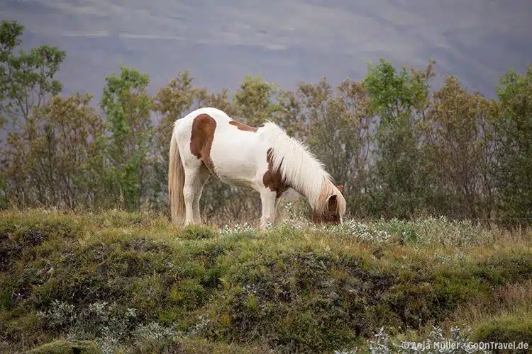 Island Pferd beim Grasen