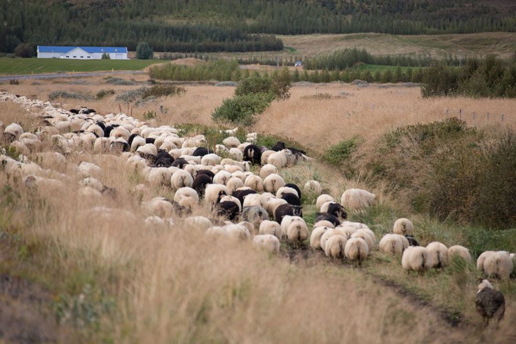 Den Schaftrieb auf Island erlebt man nur im September