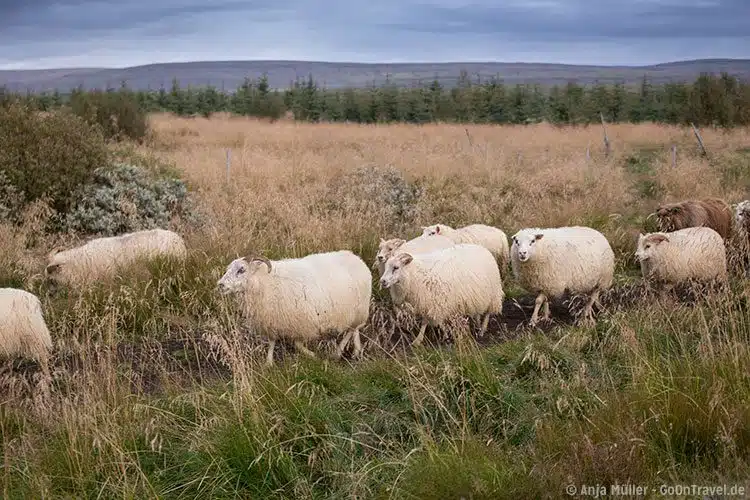 Das Schaf-Treiben auf Island erlebt man immer im September.