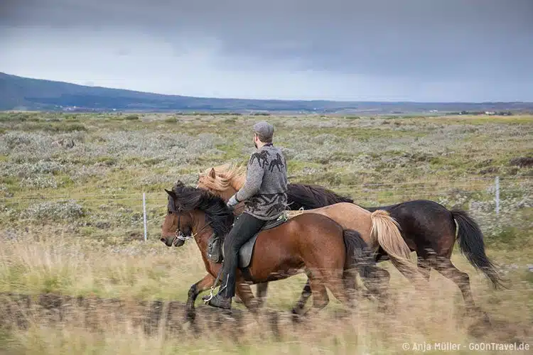 Island Pferde spielen beim Schaf-Treiben eine wichtige Rolle.