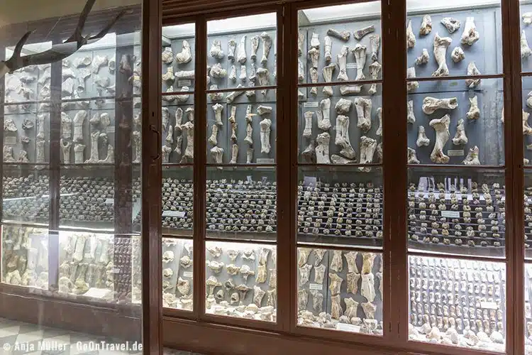 Das Museum bei Dalam Cave mit vielen fossilen Fundstücken