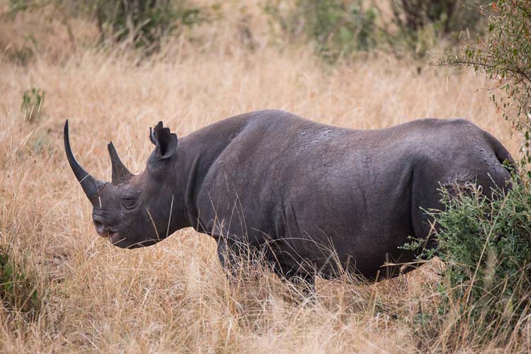 Das ist das Spitzmaulnashorn Mary! Das ist das Spitzmaulnashorn Mary!