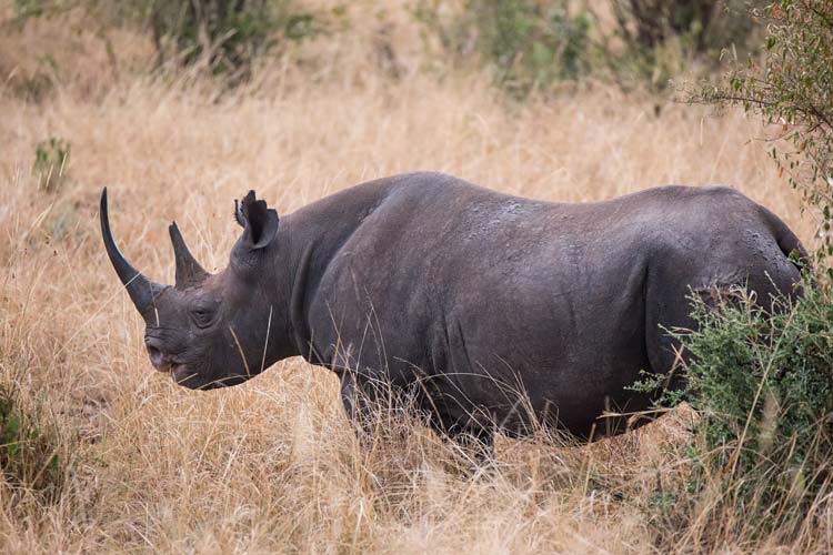 Das ist das Spitzmaulnashorn Mary!