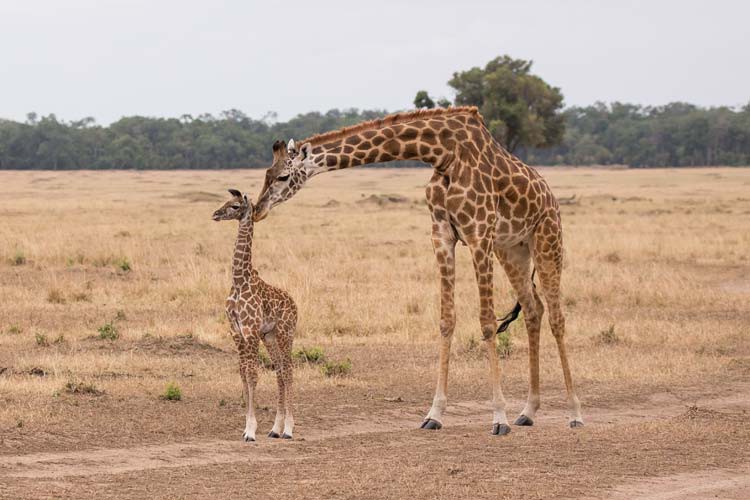 So bezaubernd, eine wenige Tage alte Giraffe mit Mutter