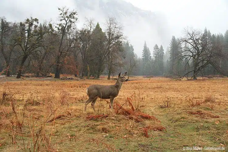 Ein Mule Deer gesichtet im Yosemite Nationalpark