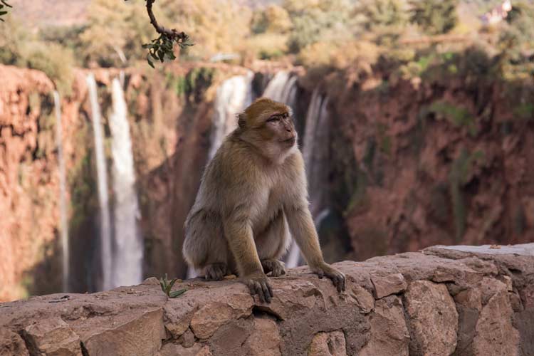 Berber-Affe in Marokko Berber-Affe in Marokko